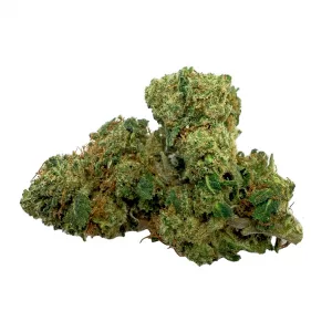 Critical Bilbo Semi-Indoor